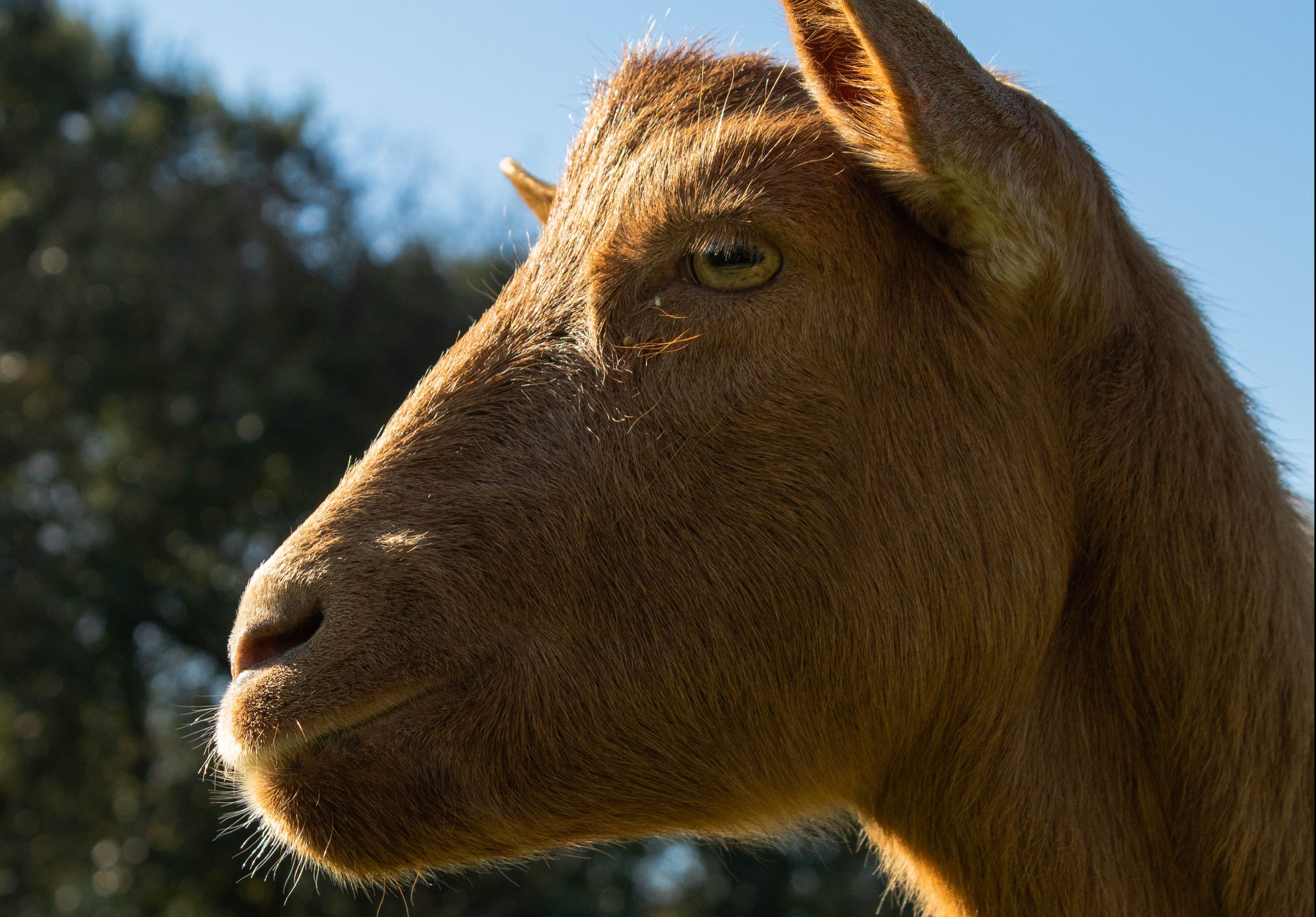 Swedish goats, Japanese hedgehogs and Batman