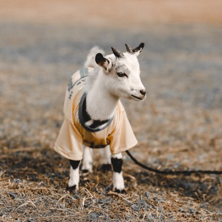 goat goat
