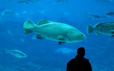 Big fish, little fish…